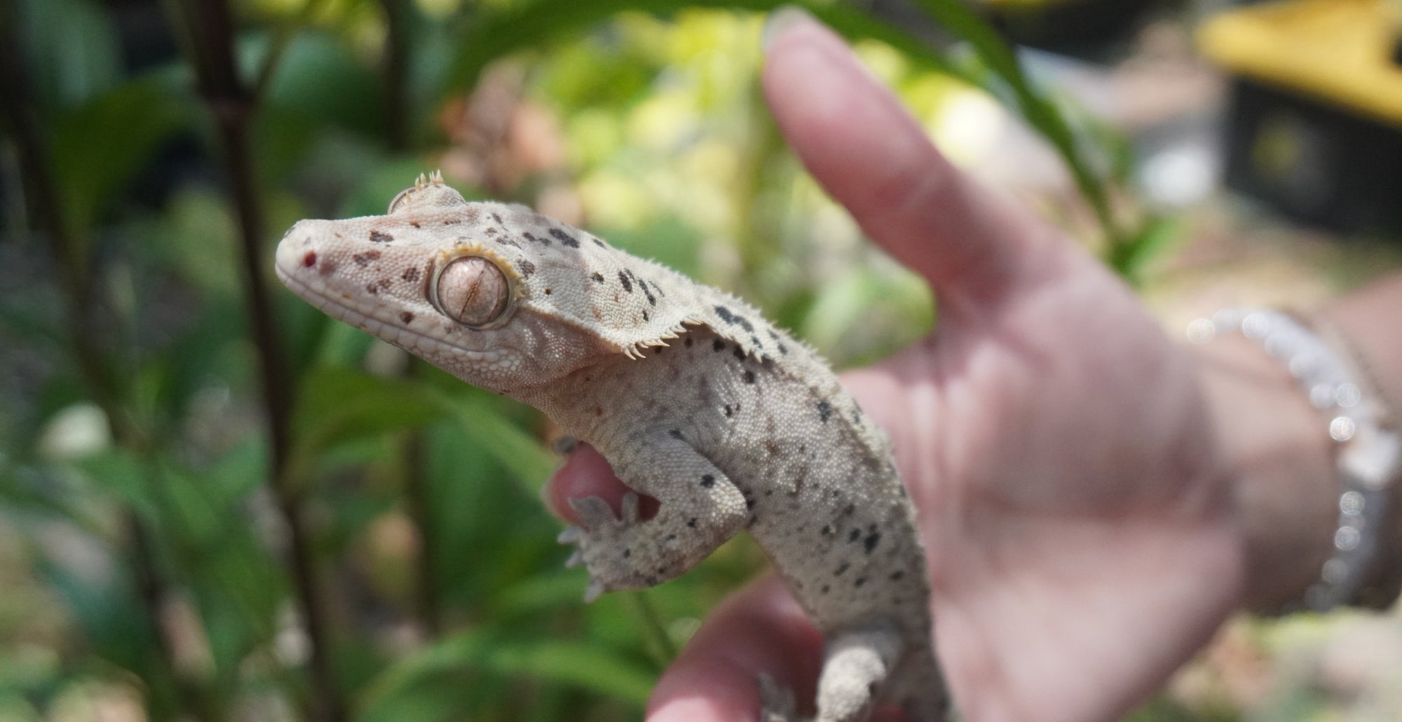A small crested gecko with pale beige and gray mottled skin is being held gently in a person's hand, with a blurred green outdoor background.